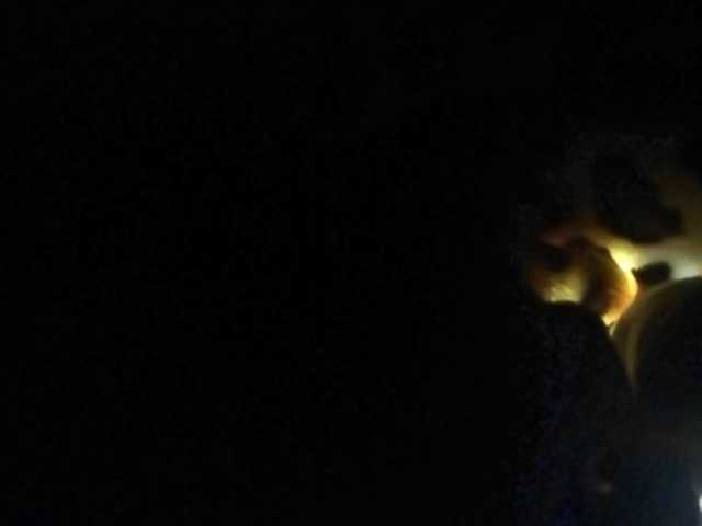 Capturi de ecran de difuzare Dellis