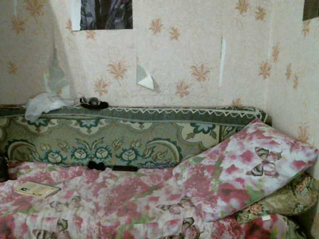 Capturi de ecran de difuzare kar0linaa666