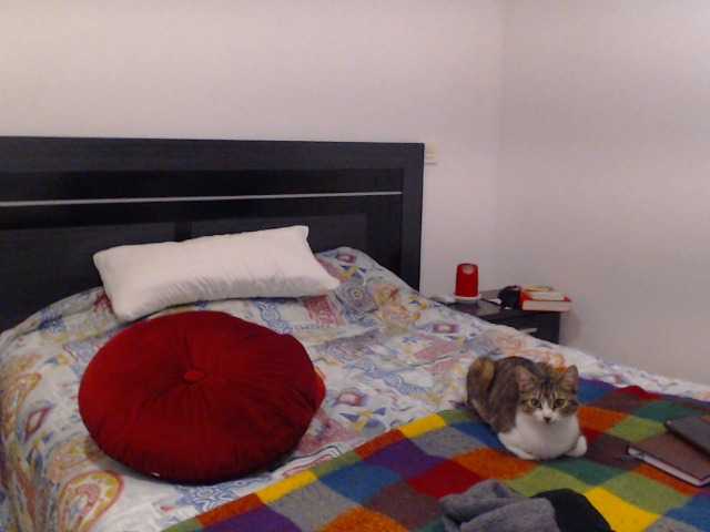 Capturi de ecran de difuzare vanelatin